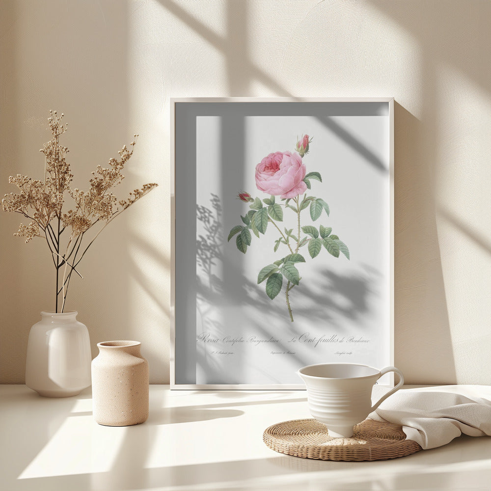 Burgundy Cabbage Rose, Les Roses (1817–1824) - Poster / Art Print - interiör