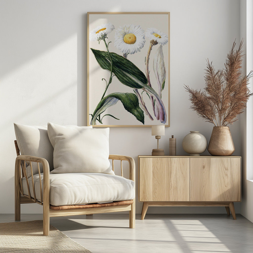 New Zealand Mountain Daisies Drawn By Sarah Featon (1848–1927 - Poster / Art Print - interiör
