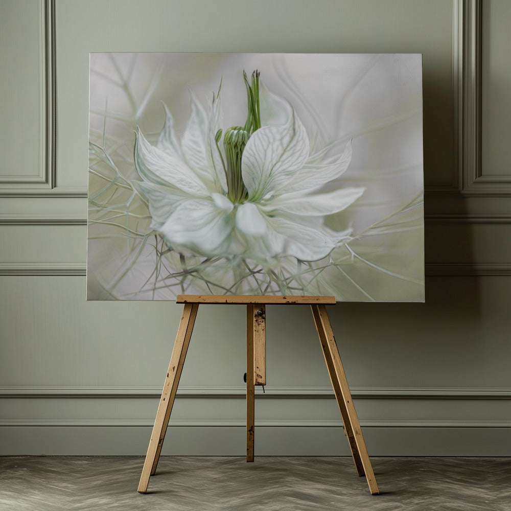 Nigella - Poster / Art Print - interiör