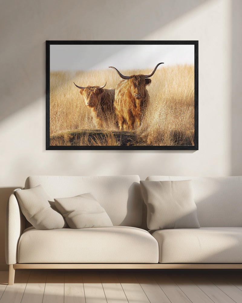 Young and old Highlander - Poster / Art Print - interiör