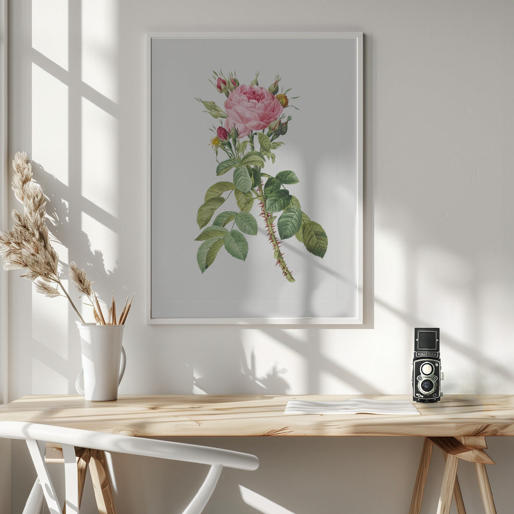 Rosa Bifera Macrocarpa, Les Roses (1817–1824) - Poster / Art Print - interiör