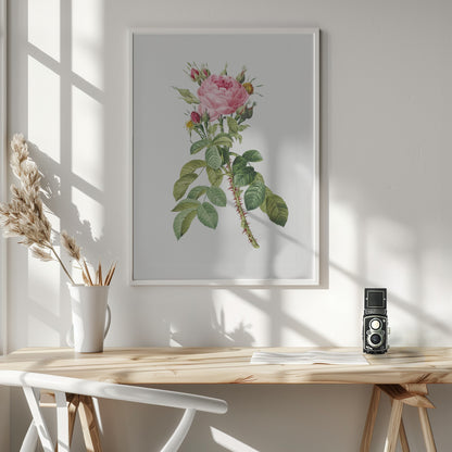 Rosa Bifera Macrocarpa, Les Roses (1817–1824) - Poster / Art Print - interiör