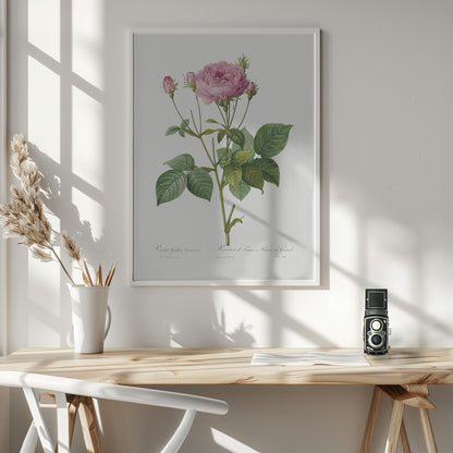 Rosa Gallica Granules, Les Roses (1817–1824) - Poster / Art Print - interiör