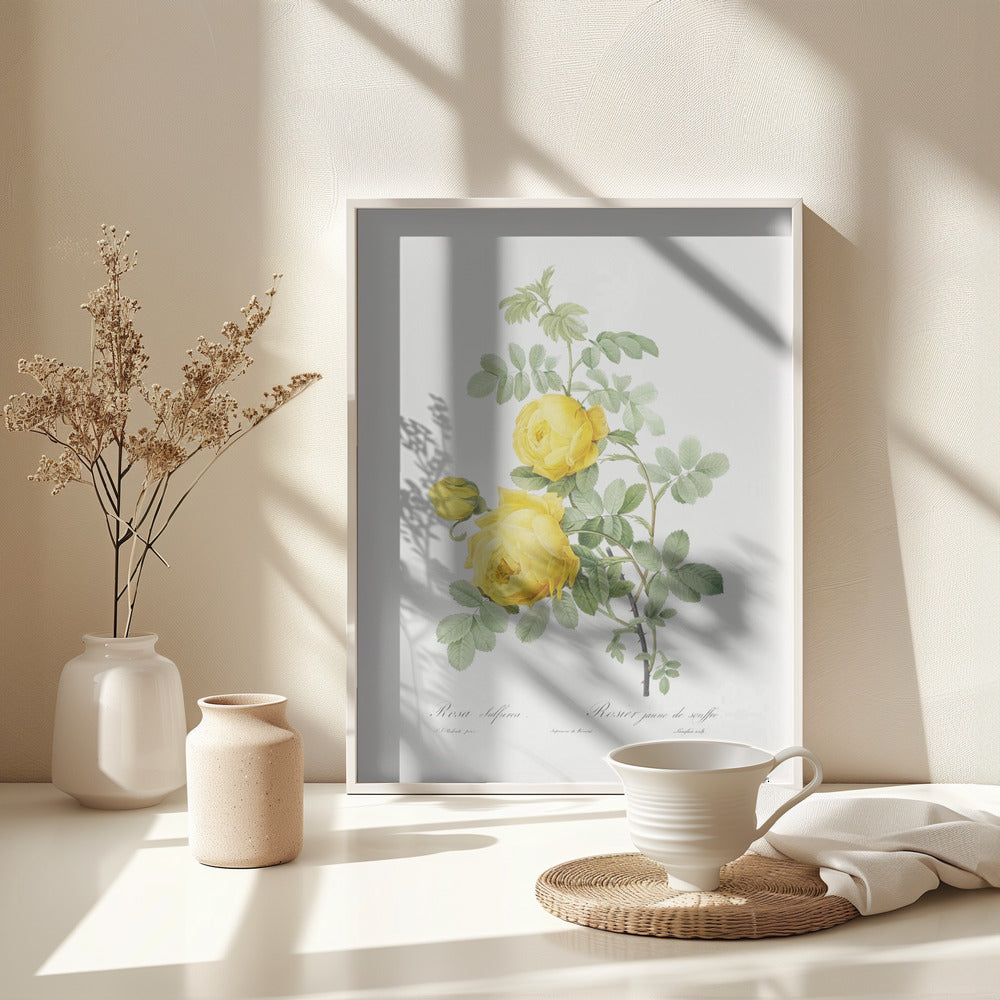 Rosa Hemisphaerica, Les Roses (1817–1824) - Poster / Art Print - interiör
