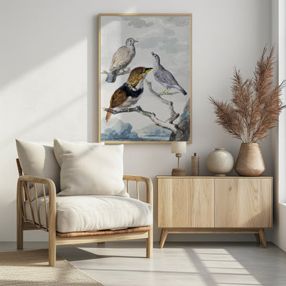 Three Birds, Two Inca Pigeons and a Collared Bearded Cuckoo - Poster / Art Print - interiör