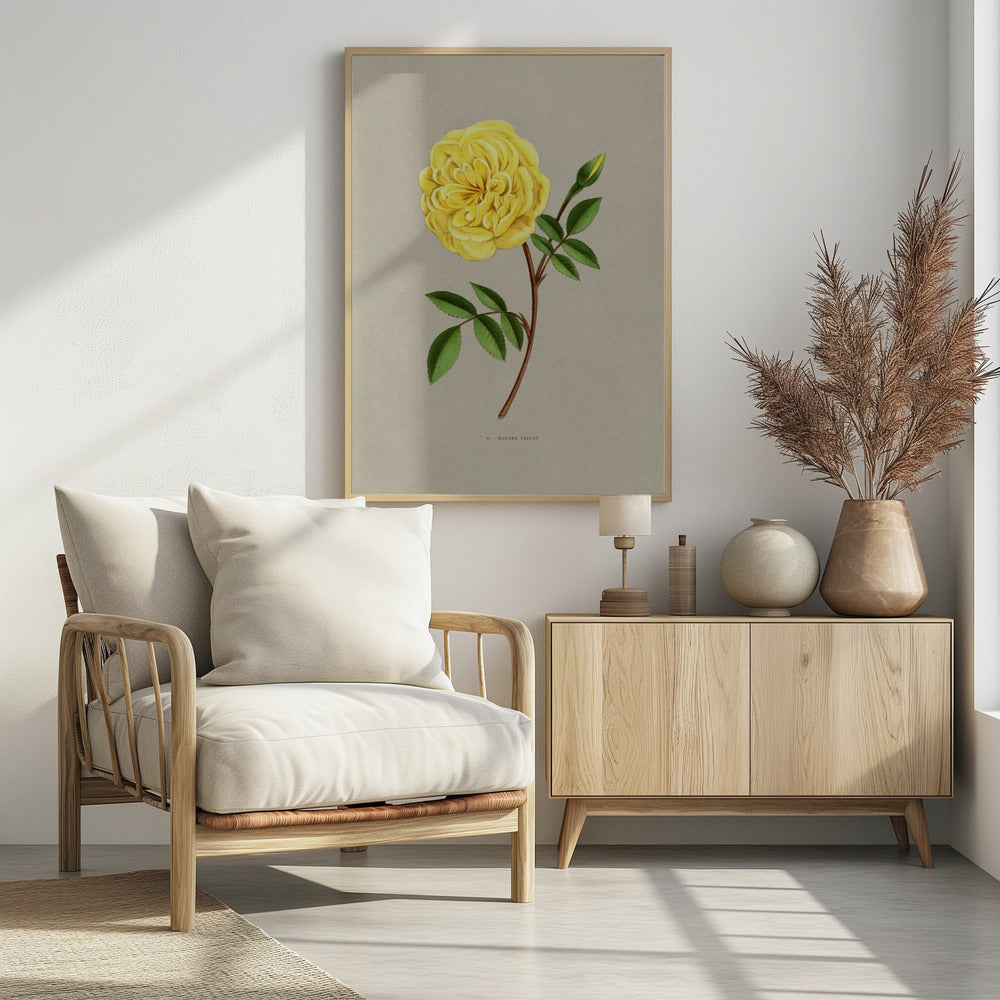 Rose Madame Falcot - Poster / Art Print - interiör