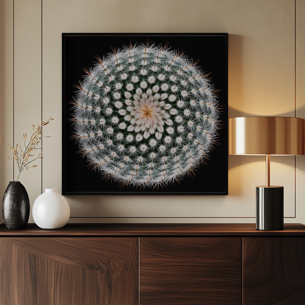 Notocactus scopa - Poster / Art Print - interiör