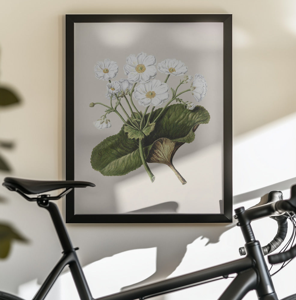 The Mountain Lily Drawn By Sarah Featon (1848–1927) - Poster / Art Print - interiör