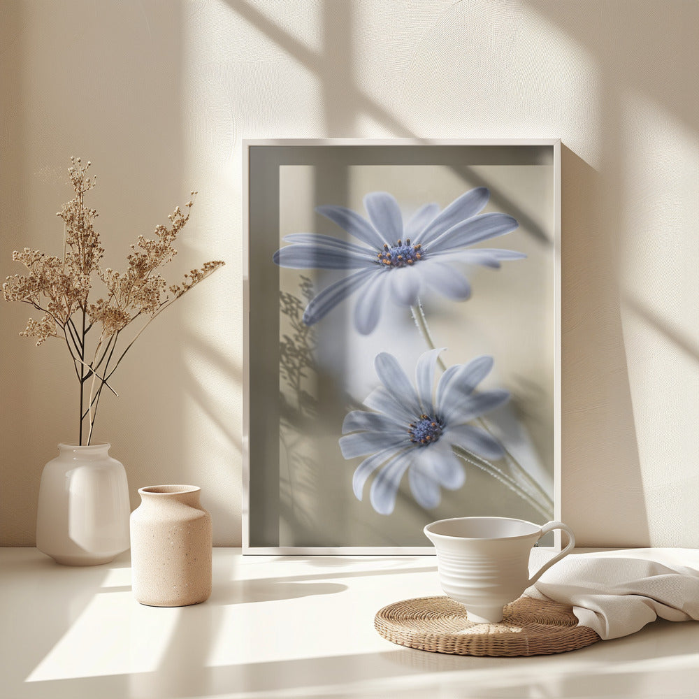 Cape daisies - Poster / Art Print - interiör