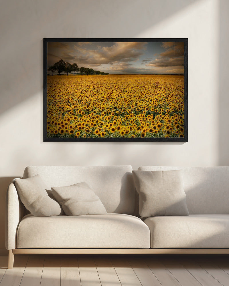 Sunflowers - Poster / Art Print - interiör