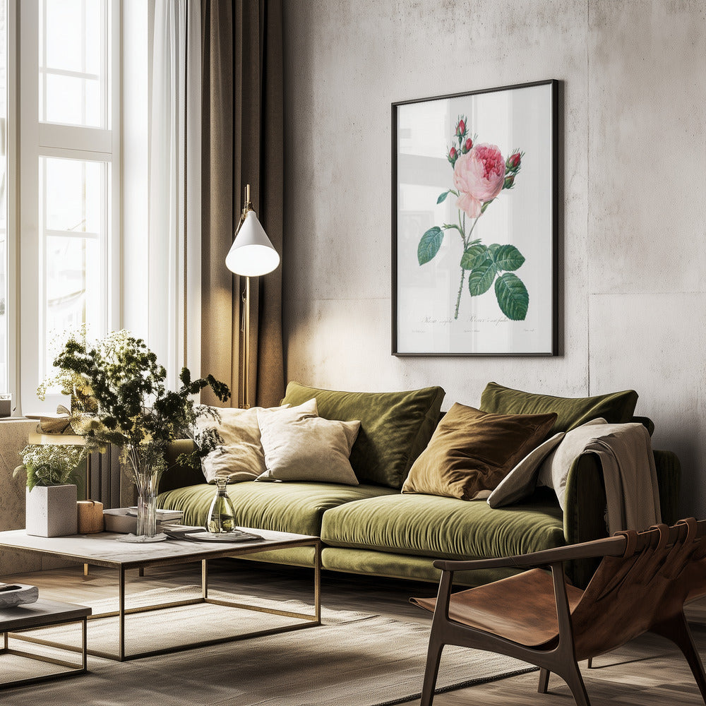 Rosier a Cent Feuilles, From Les Roses - Poster / Art Print - interiör