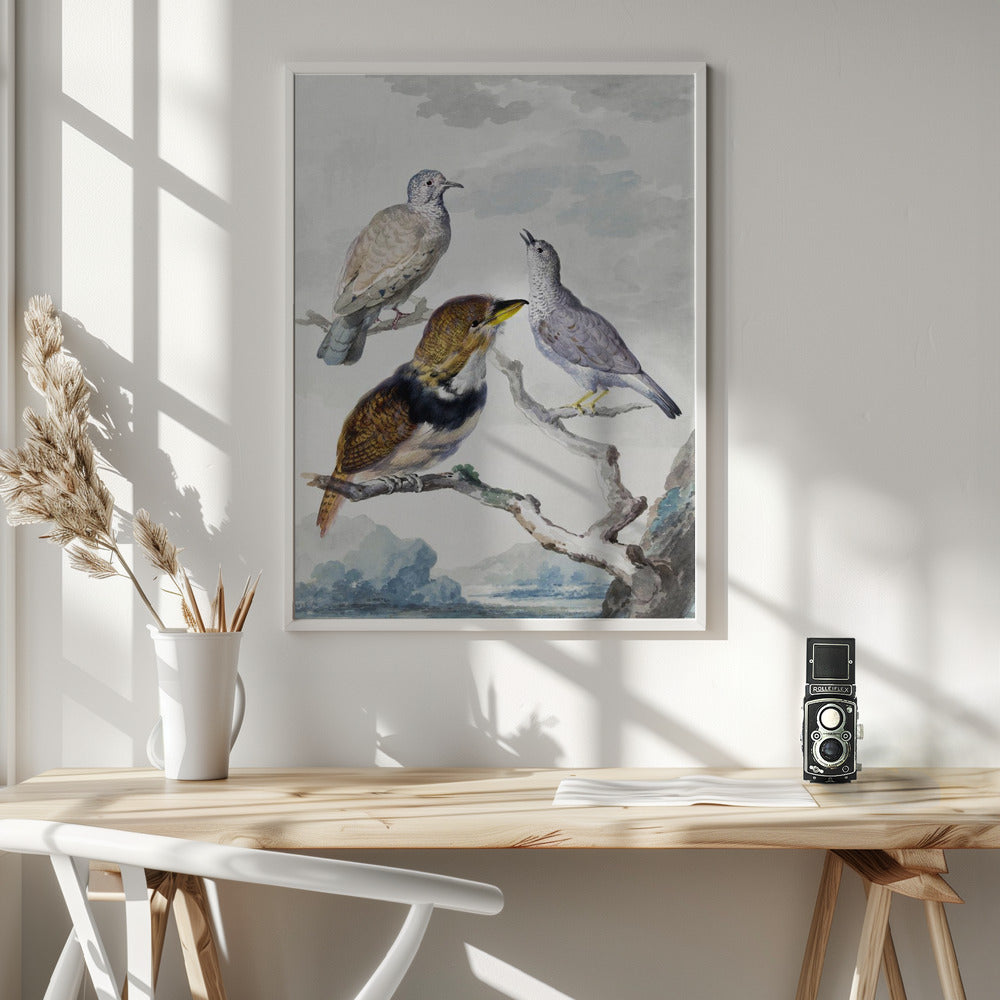 Three Birds, Two Inca Pigeons and a Collared Bearded Cuckoo - Poster / Art Print - interiör