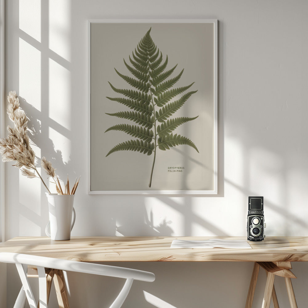 Dryopteris Filix Mas - Poster / Art Print - interiör