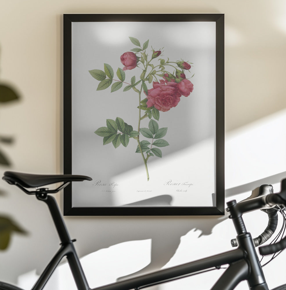 Turnip Roses, Les Roses (1817–1824) - Poster / Art Print - interiör