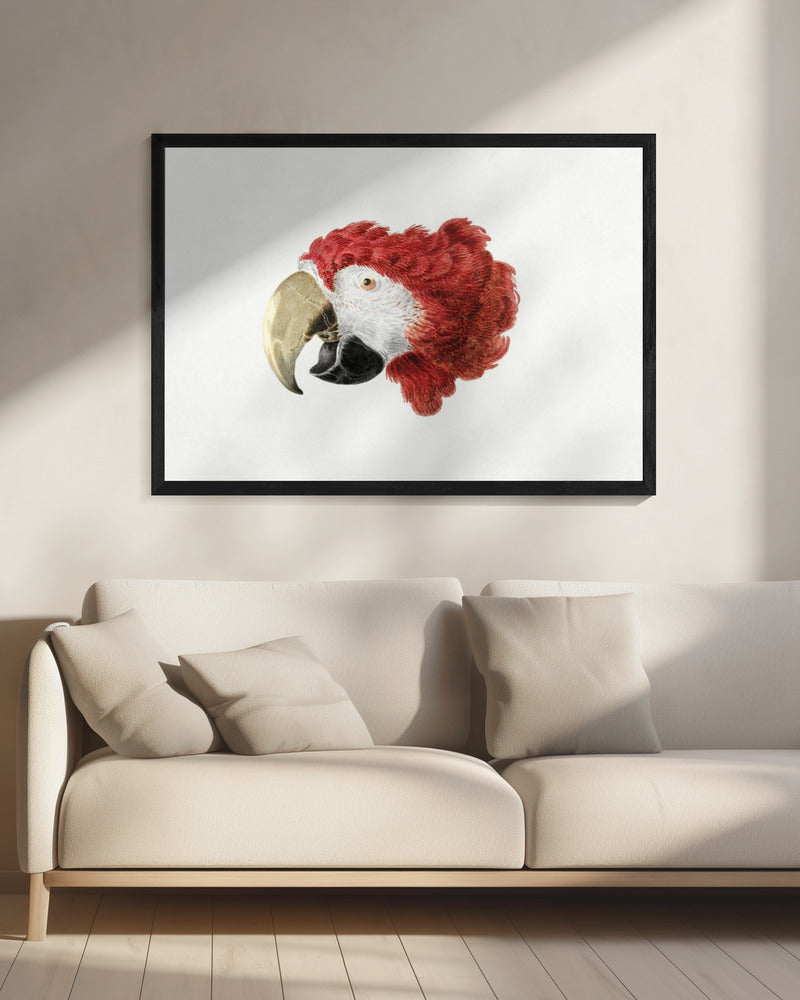 Macaw - Poster / Art Print - interiör