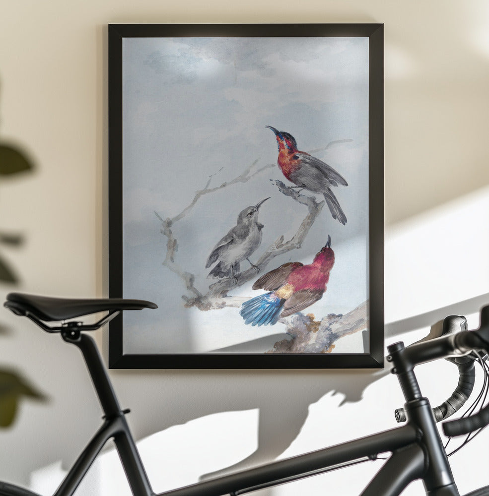 Three Crimson Sunbirds - Poster / Art Print - interiör