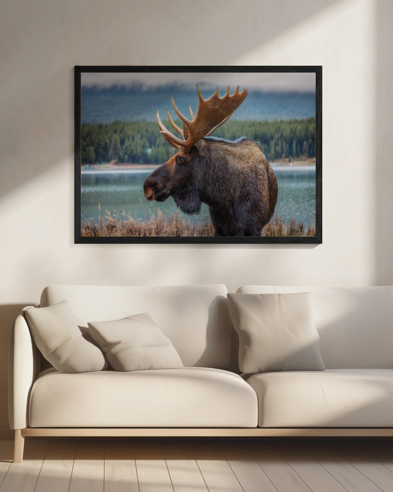 Moose - Poster / Art Print - interiör