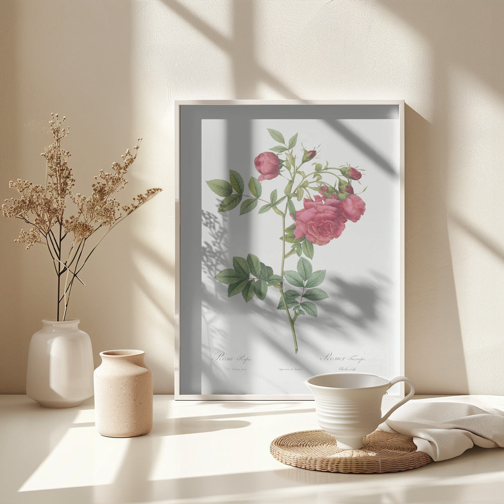 Turnip Roses, Les Roses (1817–1824) - Poster / Art Print - interiör