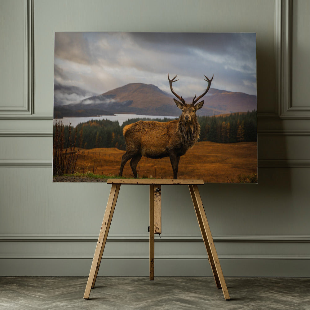 Scottish Stag - Poster / Art Print - interiör