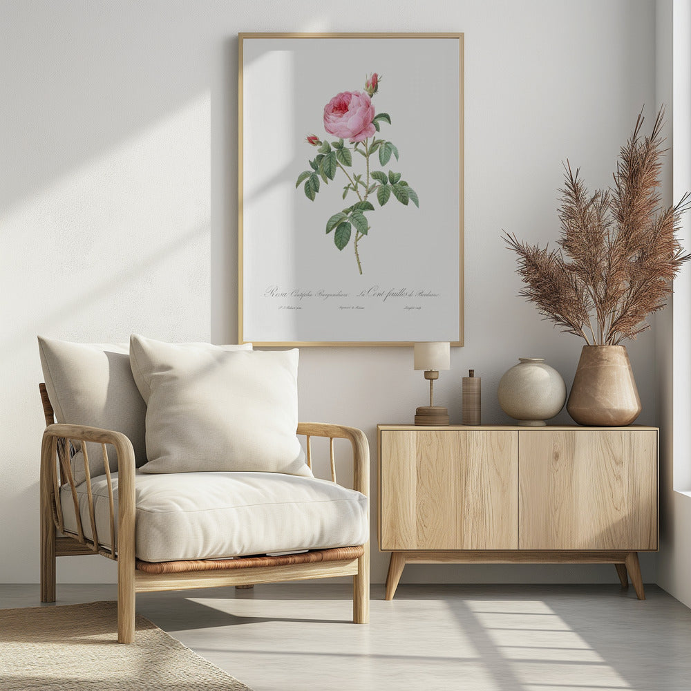 Burgundy Cabbage Rose, Les Roses (1817–1824) - Poster / Art Print - interiör