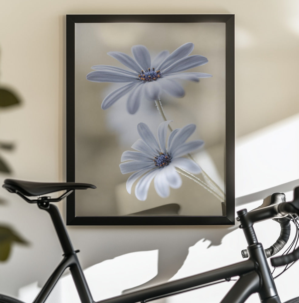 Cape daisies - Poster / Art Print - interiör