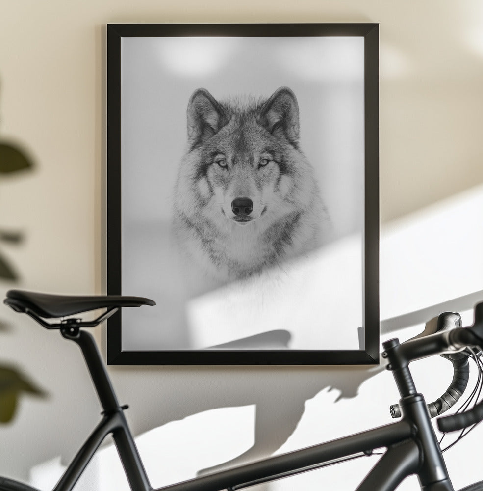 Portrait of a Timber Wolf - Poster / Art Print - interiör