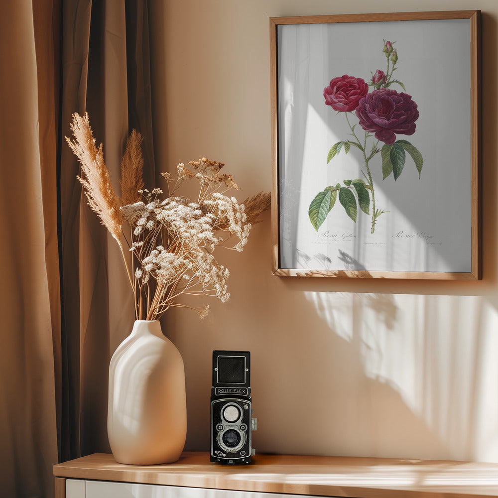 Purple French Rose, Les Roses (1817–1824) - Poster / Art Print - interiör