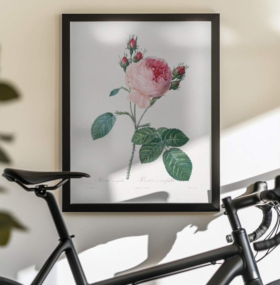 Rosier a Cent Feuilles, From Les Roses - Poster / Art Print - interiör