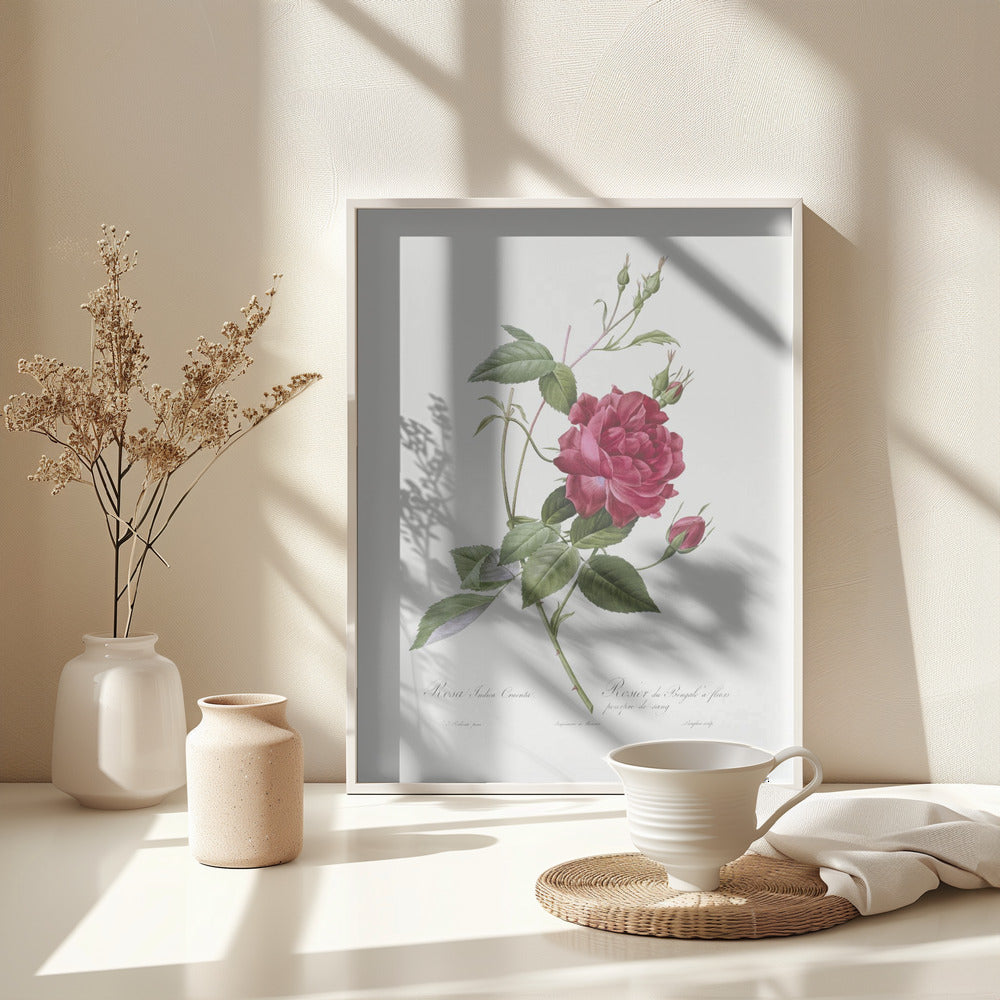 Blood Red Bengal Rose, Les Roses (1817–1824) - Poster / Art Print - interiör