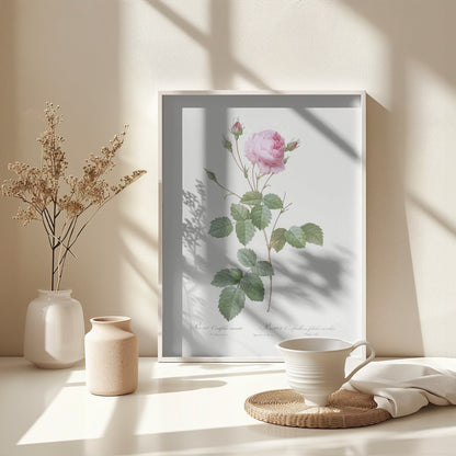 Crenate Leaved Cabbage Rose, Les Roses (1817–1824) - Poster / Art Print - interiör