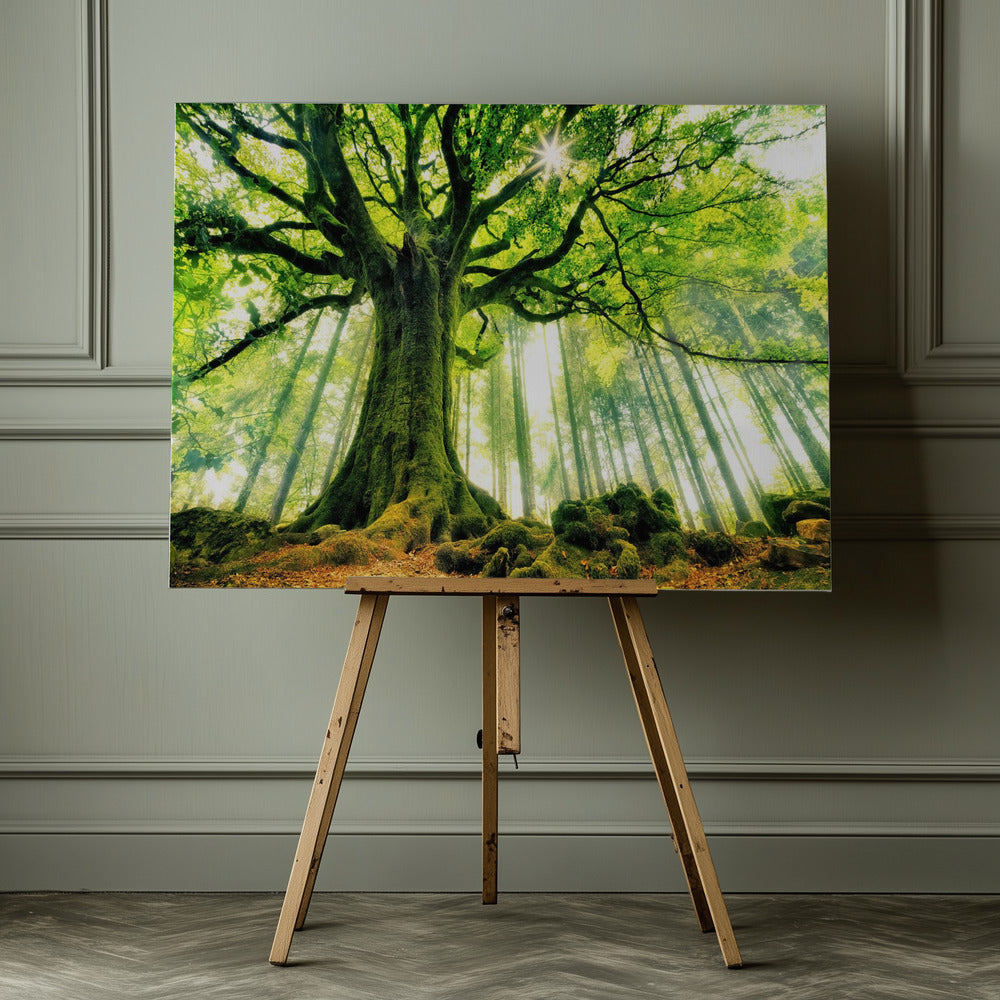 Ponthus' Beech - Poster / Art Print - interiör