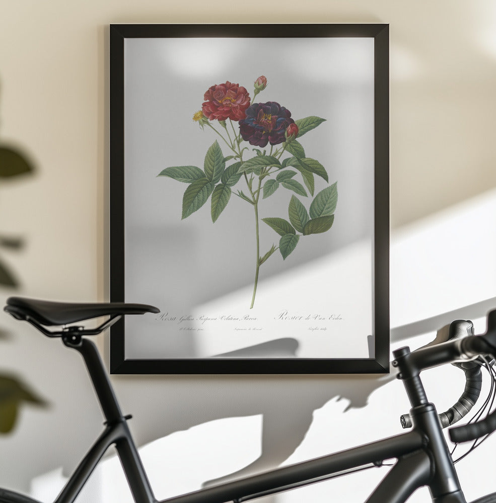 Rose of Van Eeden, Les Roses (1817–1824) - Poster / Art Print - interiör
