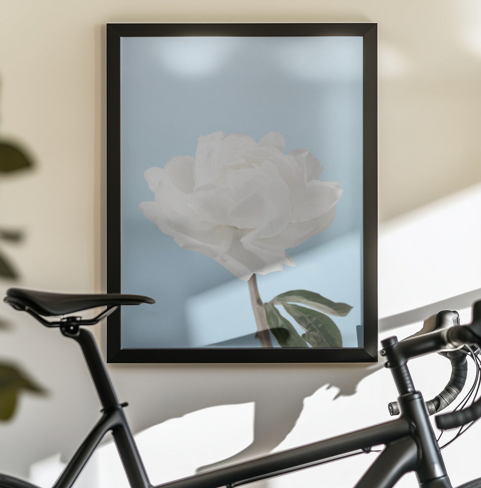 Peony - Poster / Art Print - interiör