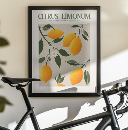 Citrus Limonum - Lemon - Poster / Art Print - interiör