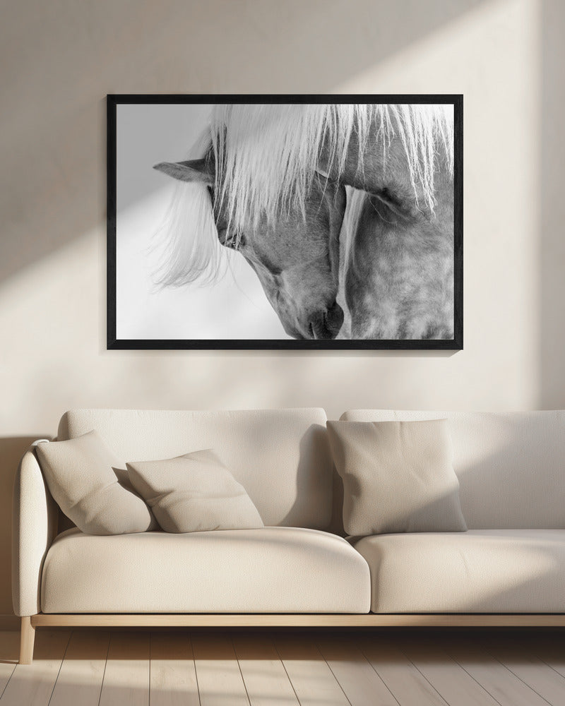 Halflinger Portrait - Poster / Art Print - interiör
