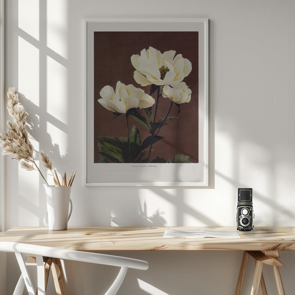 Hærdaceous Peony - Poster / Art Print - interiör