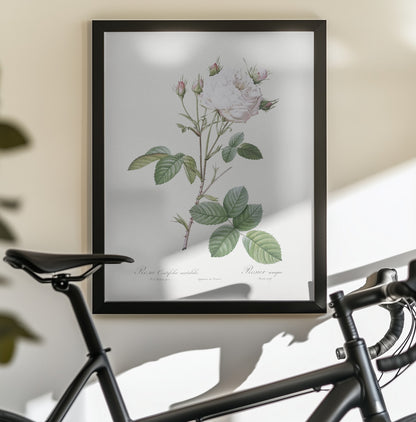 Cabbage Rose White Provence, Les Roses (1817–1824) - Poster / Art Print - interiör