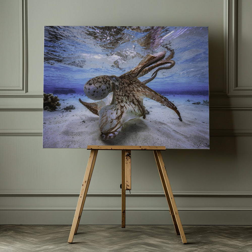 Dancing Octopus - Poster / Art Print - interiör