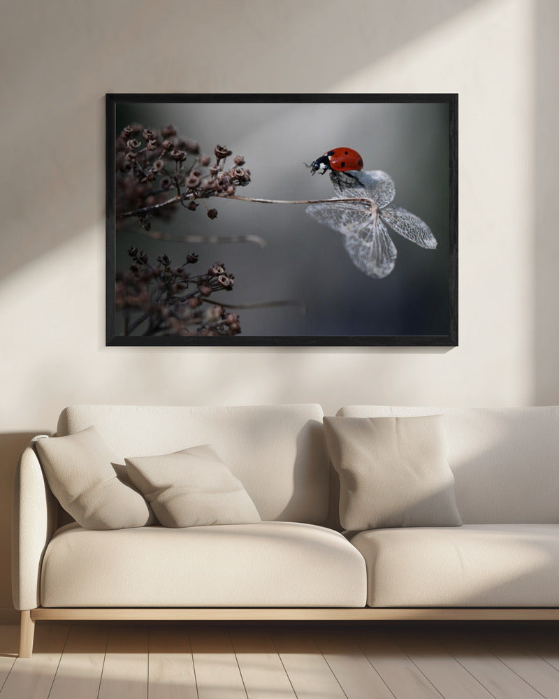 Ladybird on hydrangea. - Poster / Art Print - interiör