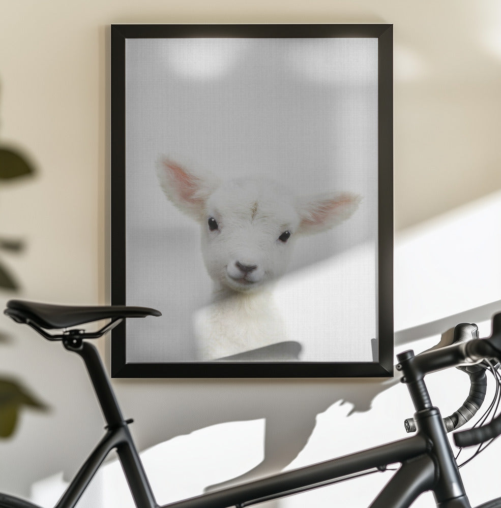 Peekaboo Baby Sheep - Poster / Art Print - interiör