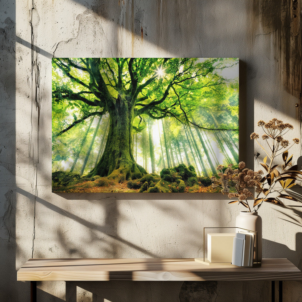 Ponthus' Beech - Poster / Art Print - interiör