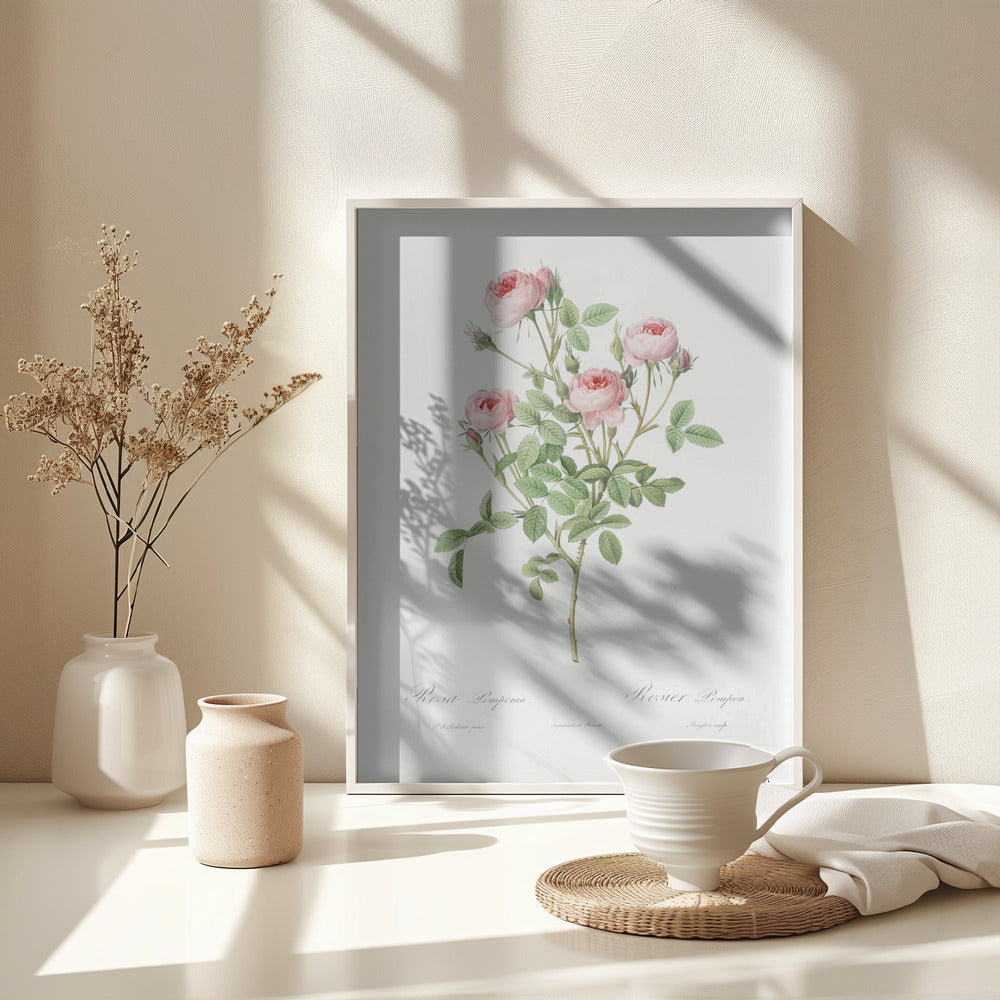 Burgundian Rose, Les Roses (1817–1824) - Poster / Art Print - interiör
