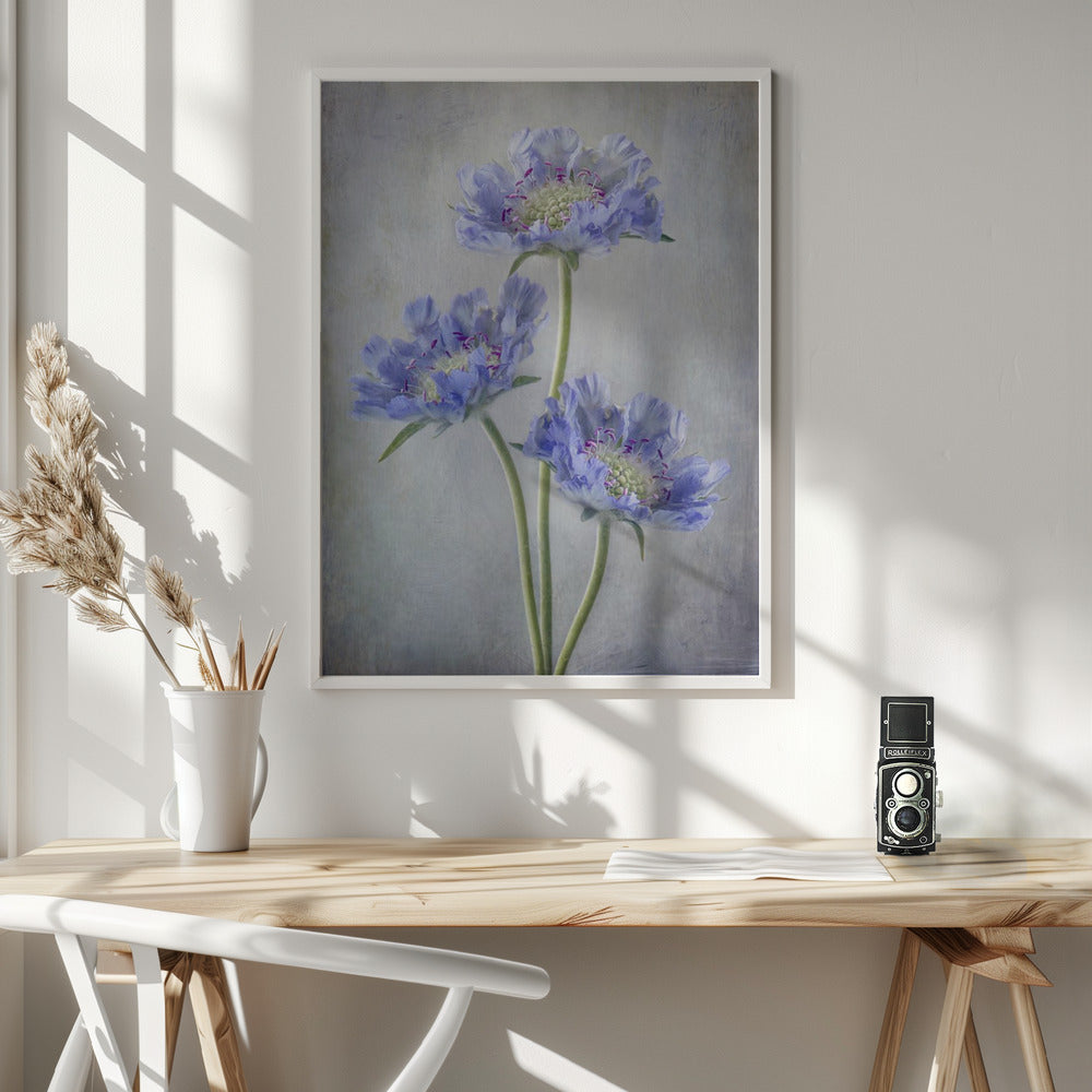 Scabiosa - Poster / Art Print - interiör