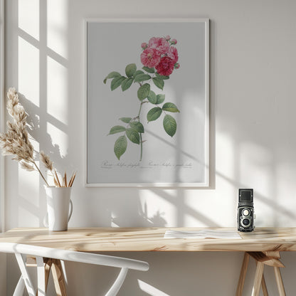 Seven Sisters Roses, Les Roses (1817–1824) - Poster / Art Print - interiör