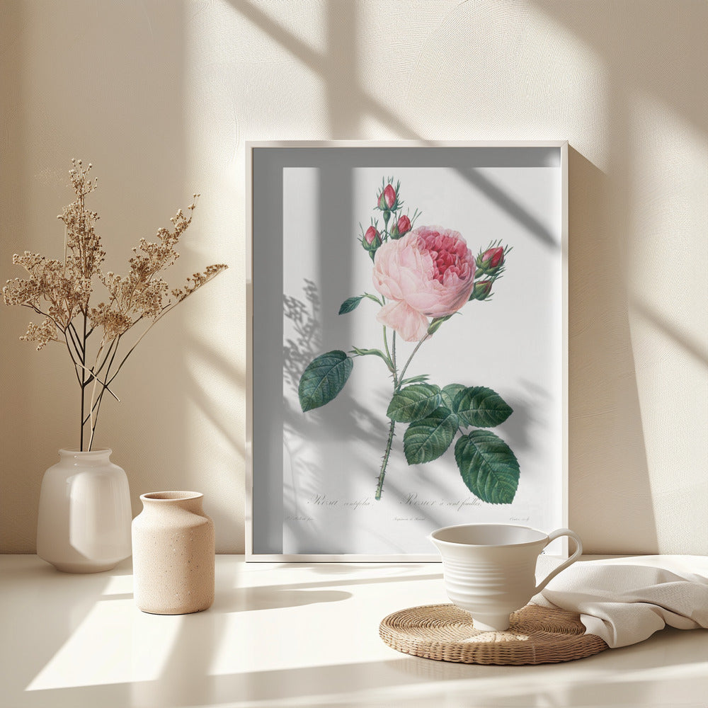 Rosier a Cent Feuilles, From Les Roses - Poster / Art Print - interiör