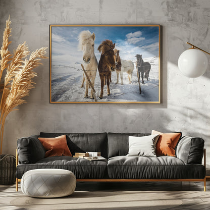 Icelandic Hair Style - Poster / Art Print - interiör