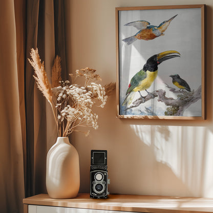 Three Birds  a Kingfisher, a Prince Von Wied's Toucan and an Sparrow - Poster / Art Print - interiör