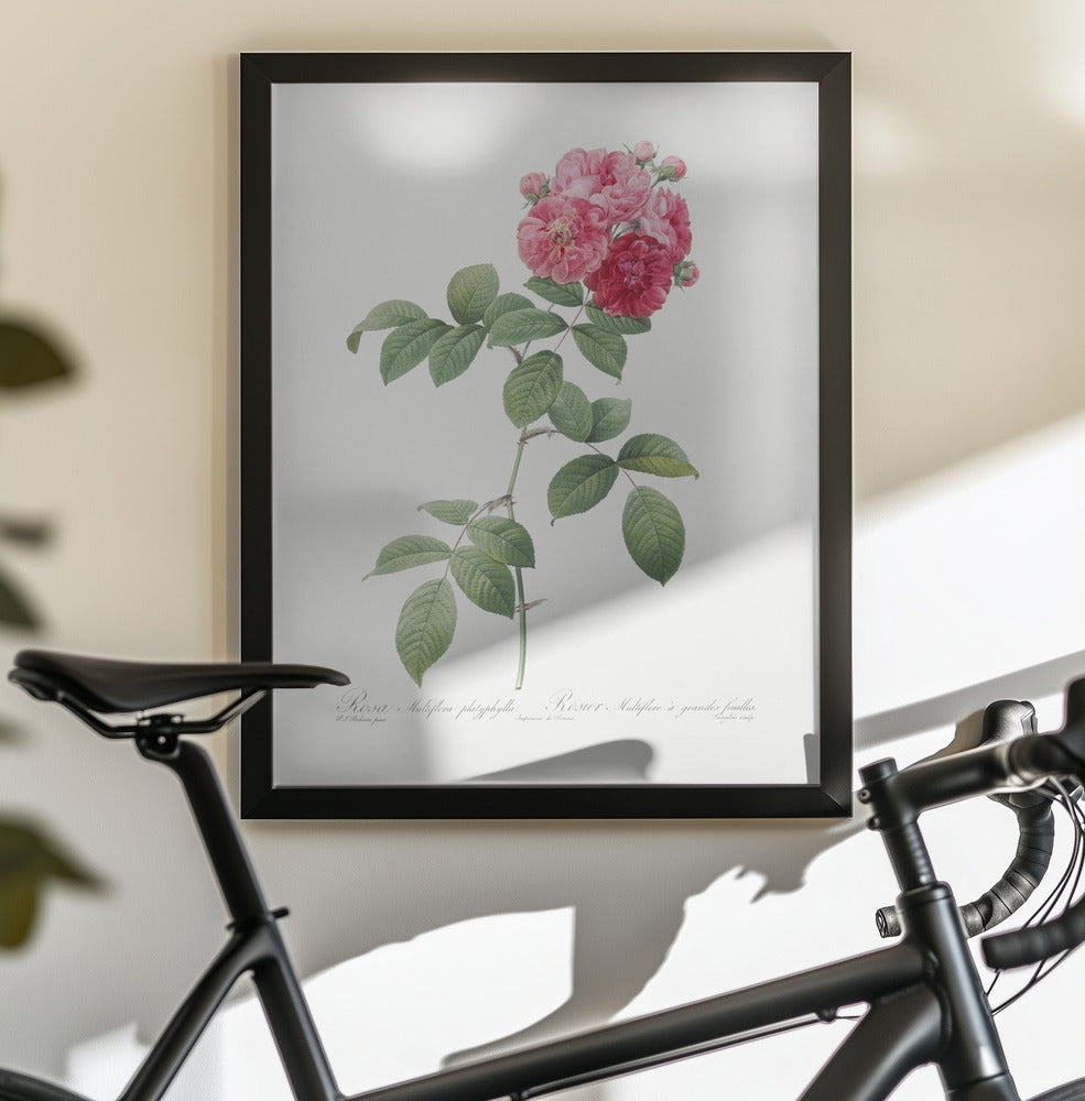 Seven Sisters Roses, Les Roses (1817–1824) - Poster / Art Print - interiör
