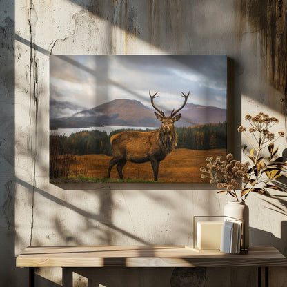 Scottish Stag - Poster / Art Print - interiör
