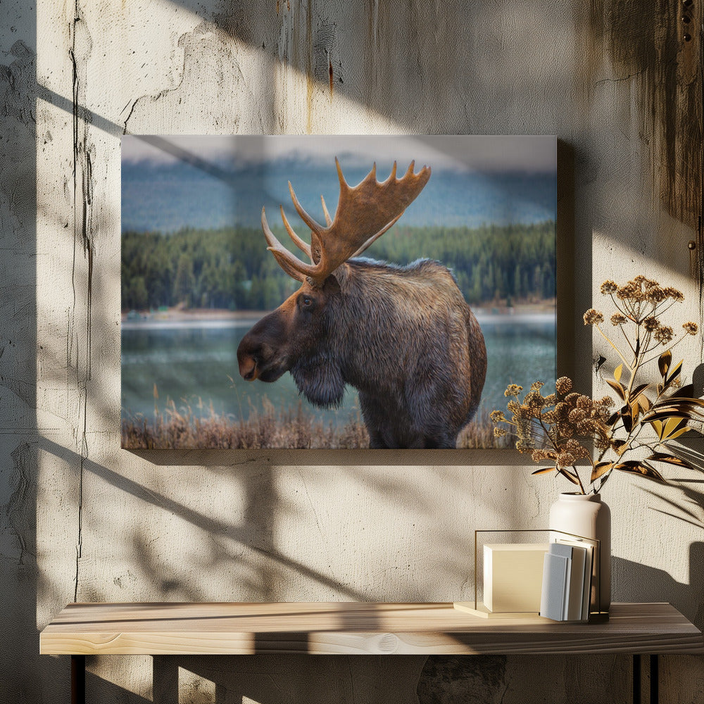 Moose - Poster / Art Print - interiör